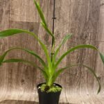 In Spike  - Phragmipedium Phrag. QF Wallea Maui  (4.5” pot)