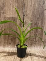 In Spike - Phragmipedium Phrag. QF Wallea Maui (4.5” pot)