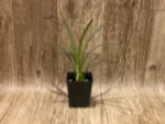 Cym. Ruth Kallman ‘New Horizon’ 4N x (Inasa x Minuet) 4N (3.5” pot)