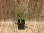 Cym. Ruth Kallman ‘New Horizon’ 4N x (Inasa x Minuet) 4N (3.5” pot) - Image 2