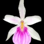 QUADRUPLE SPIKES Miltonia spectabilis (3.5” Pot)