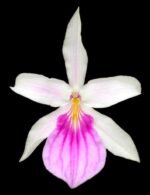 QUADRUPLE SPIKES Miltonia spectabilis (3.5” Pot)