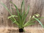 QUADRUPLE SPIKES Miltoniopsis Princess Diana (3.5" pot) - Image 3