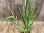 QUADRUPLE SPIKES Miltoniopsis Princess Diana (3.5" pot) - Image 4