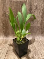 Colmanara Massai ‘Splash’ (3.5” pot) - Image 4