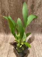 Colmanara Massai ‘Splash’ (3.5” pot) - Image 5
