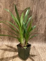 Zygopetalum Debbie de Mello ‘Honolulu Baby’ (BS, 3.5" pot) - Image 2