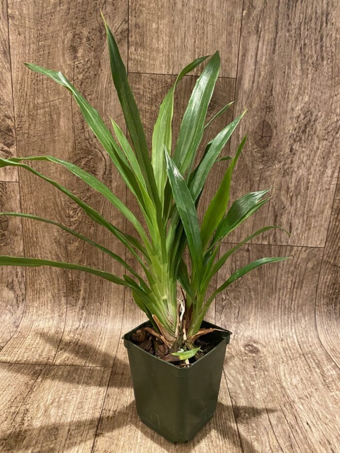 Zygopetalum Debbie de Mello ‘Honolulu Baby’ (BS, 3.5" pot) - Image 2
