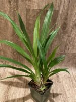 Zygopetalum Debbie de Mello ‘Honolulu Baby’ (BS, 3.5" pot) - Image 3