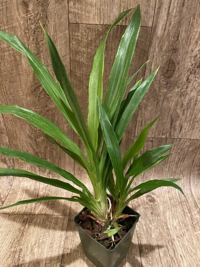 Zygopetalum Debbie de Mello ‘Honolulu Baby’ (BS, 3.5" pot) - Image 3