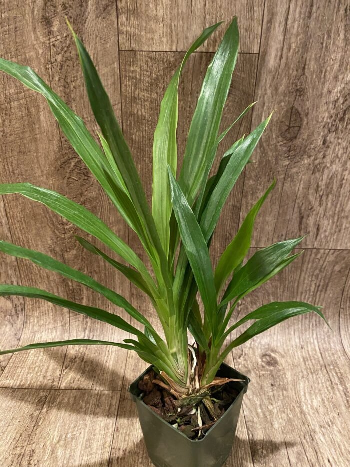 Zygopetalum Debbie de Mello ‘Honolulu Baby’ (BS, 3.5" pot) - Image 4