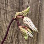 In Spike Paph. philippinense ‘Compact Form’ x self (3.5” pot)