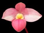 In Bloom Phrag. QF Maka'ala (Seymour Tower x fischeri) (3.5" pot)