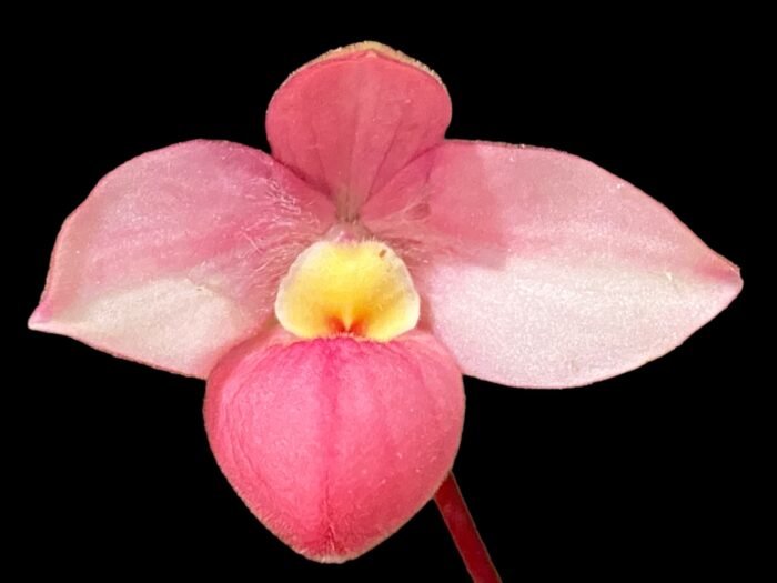 In Bloom Phrag. QF Maka'ala (Seymour Tower x fischeri) (3.5" pot) - Image 1