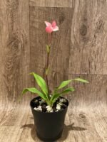 In Bloom Phrag. QF Maka'ala (Seymour Tower x fischeri) (3.5" pot) - Image 4