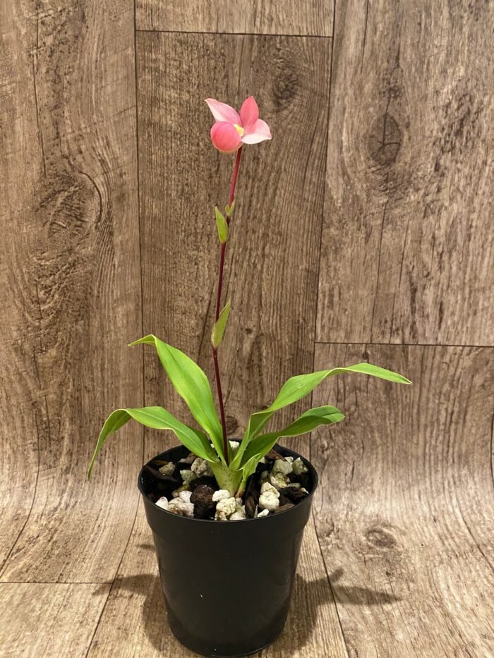 In Bloom Phrag. QF Maka'ala (Seymour Tower x fischeri) (3.5" pot) - Image 4