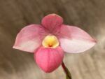 In Bloom Phrag. QF Maka'ala (Seymour Tower x fischeri) (3.5" pot) - Image 3