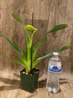 IN SPIKE - Paph. Toni Semple x lowii alba (2 New Growth’s , 3.5” pot) - Image 3