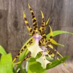 In Bloom - Miltassia Golden Spider ‘Copius’ (3.5" pot) (3.5” Pot)