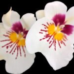 DOUBLE SPIKE - Miltoniopsis Molten Lava (3.5” pot)