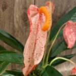 Rare - Anthurium scherzerianum (Cream with red dots) (4.5” pot)