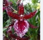 Colmanara Massai ‘Splash’ (3.5” pot)