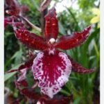 Colmanara Massai ‘Splash’ (3.5” pot)