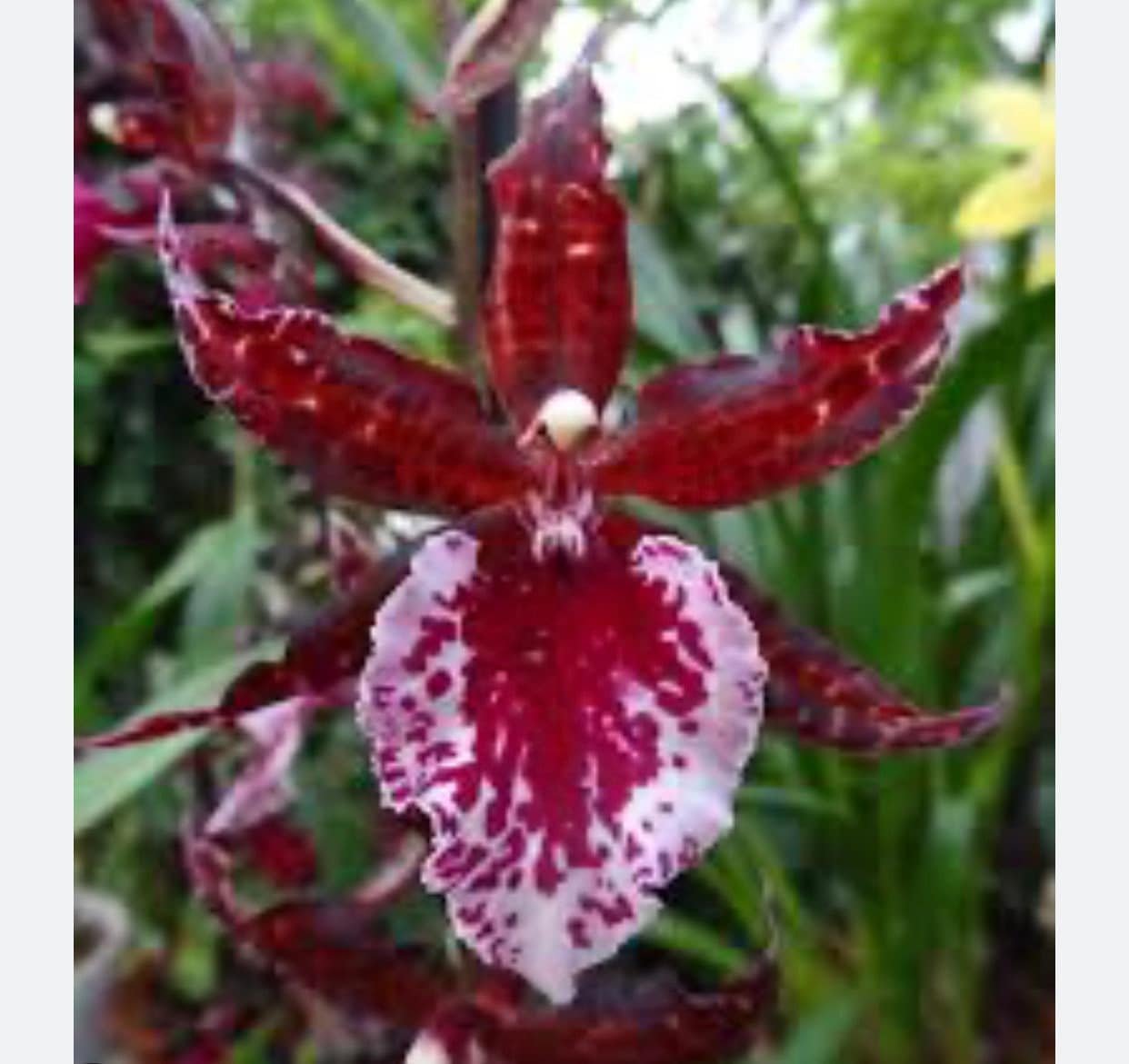 il_fullxfull.5997755259_o4qc.jpg Colmanara Massai ‘Splash’ (3.5” pot) - Image 1