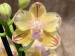 RARE Double Spikes Mini Phalaenopsis lost tag (3.5” pot)
