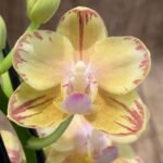 RARE Double Spikes Mini Phalaenopsis lost tag (3.5” pot)