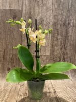 RARE Double Spikes Mini Phalaenopsis lost tag (3.5” pot) - Image 6