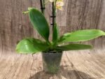 RARE Double Spikes Mini Phalaenopsis lost tag (3.5” pot) - Image 9