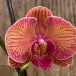 Double Spikes Phalaenopsis Younghome Golden Leopard (4.5" pot)
