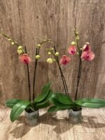 Double Spikes Phalaenopsis Younghome Golden Leopard (4.5" pot) - Image 5