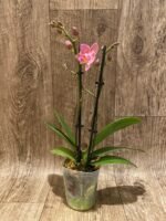 Double Spikes Fragrant Phalaenopsis Novelty ‘Peloric’ (3.5" pot) - Image 2