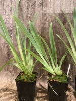 Miltoniopsis Newton Falls (3.5” pot) - Image 6