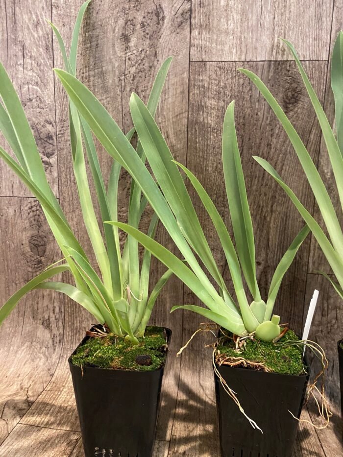 Miltoniopsis Newton Falls (3.5” pot) - Image 6