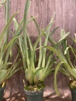 In Spike - Mps. Pink Lemonade x Bertha Baker ‘Flortine’ (4.5” pot) - Image 5