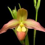 In Spike - Phrag. QF Pupule (Eric Young x Twilight)