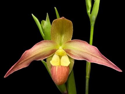 In Spike - Phrag. QF Pupule (Eric Young x Twilight)