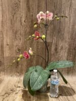 Multi Spikes Phalaenopsis Sogo Sun Beauty Huge Plant (4.5" pot) - Image 7