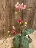 Multi Spikes Phalaenopsis Sogo Sun Beauty Huge Plant (4.5" pot) - Image 8