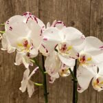 Double Spikes Phalaenopsis Arctic Fox (4.5" pot)