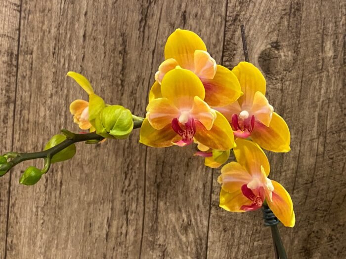 Double Spikes Phalaenopsis Fuller's Gold Stripes 'Peloric' Very Large Plants (4.5" pot) - Image 4