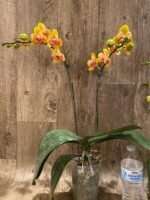 Double Spikes Phalaenopsis Fuller's Gold Stripes 'Peloric' Very Large Plants (4.5" pot) - Image 7
