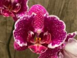 Multi Spikes Phalaenopsis OX Burgundy (4.5" pot) - Image 2