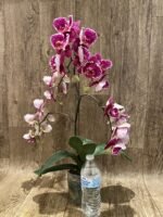 Multi Spikes Phalaenopsis OX Burgundy (4.5" pot) - Image 5