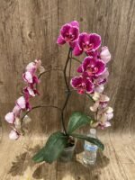 Multi Spikes Phalaenopsis OX Burgundy (4.5" pot) - Image 7