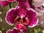 Multi Spikes Phalaenopsis OX Burgundy (4.5" pot) - Image 3