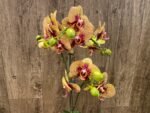 Phalaenopsis Dtps. KV Charmer (4" pot) - Image 4